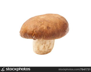 mushroom isolated on white background