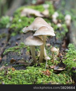 mushroom macro in autumn forrest