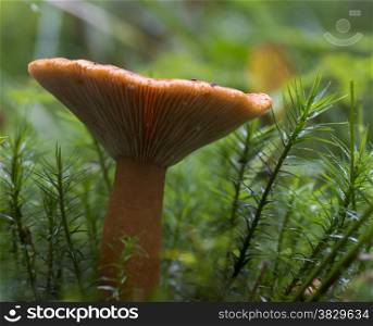 mushroom macro on green moss