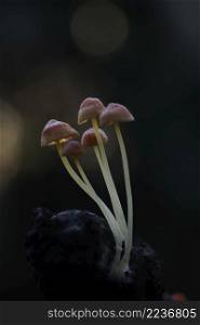 Mushroom macro photography