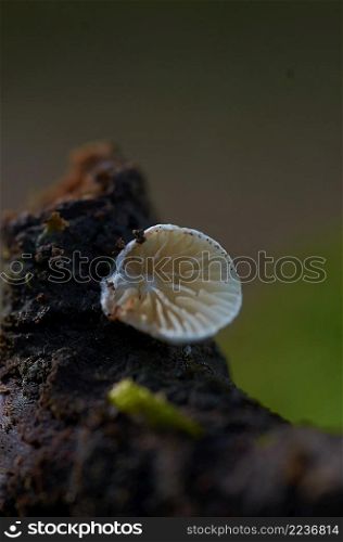 Mushroom macro photography