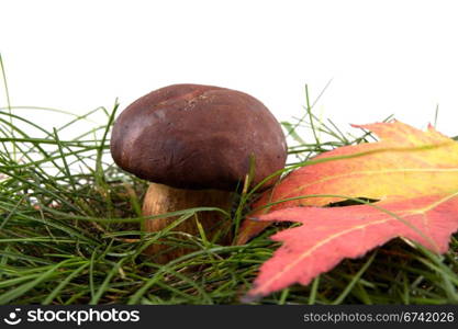 mushroom on a grass isolated on white