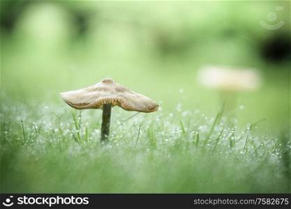 Mushroom on a green lawn in the fall with dew in the grass on an early morning