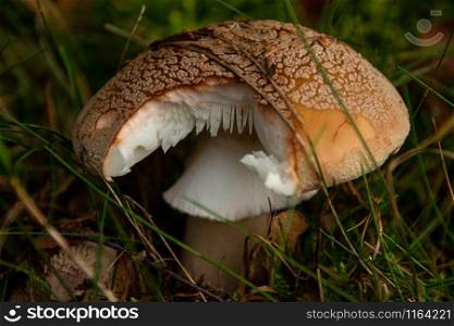 Mushroom on a meadow close-up. Opened mushroom