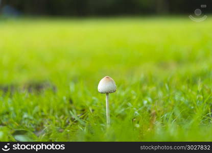 mushroom on green grassland