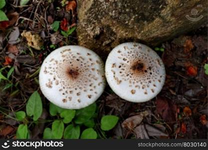 mushroom poisoning