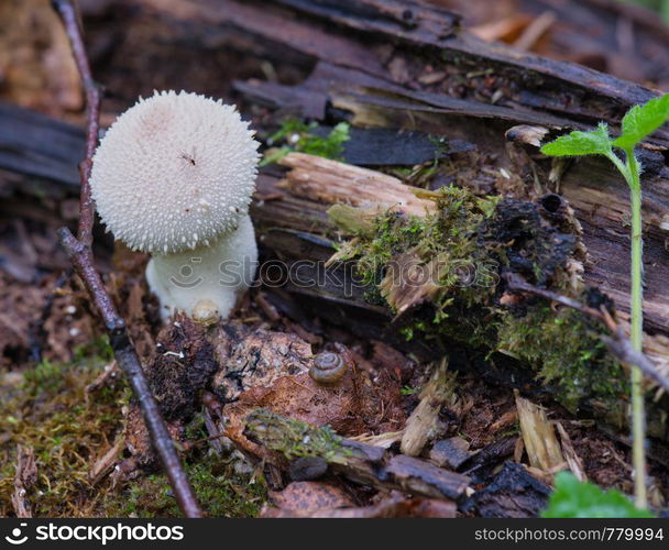 Mushroom Rain?oat, grown up in a wet forest