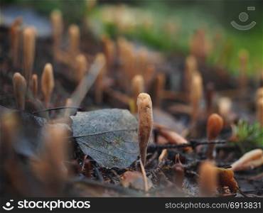 mushroom Ramaria in the forest