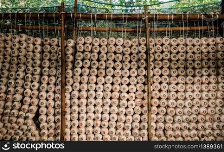 Mushroom spawns on bamboo wood shelf in small local Asian organic mushroom farm.
