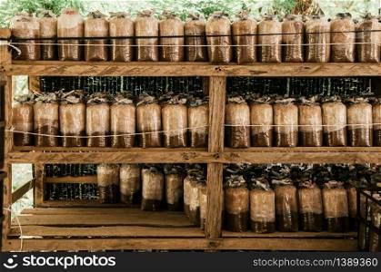 Mushroom spawns on old wood shelf in small local Asian organic mushroom farm.