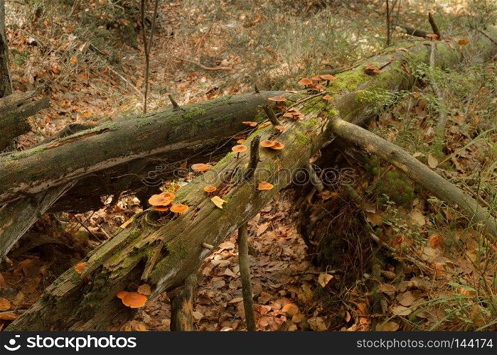 Mushroom spreading on fallen tree in autumn forest. Autumn forest landscape