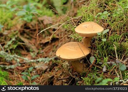 Mushroom suillus bovinus growing in the forest (Suillus bovinus).