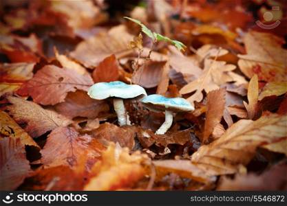 Mushroom toadstool in the yellow leaves. Macro shot