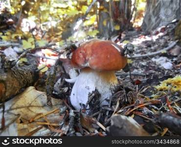 Mushroom withe brown hat and white stick