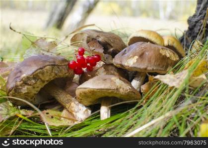 mushrooms edible in the grass