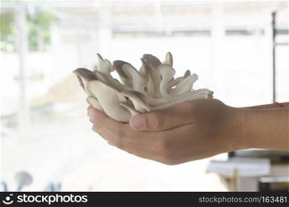 Mushrooms, fresh from the farm is used for cooking.