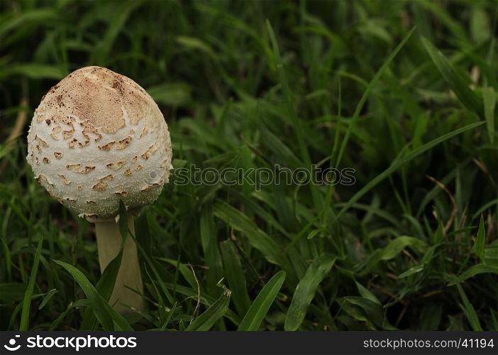Mushrooms growing in the garden