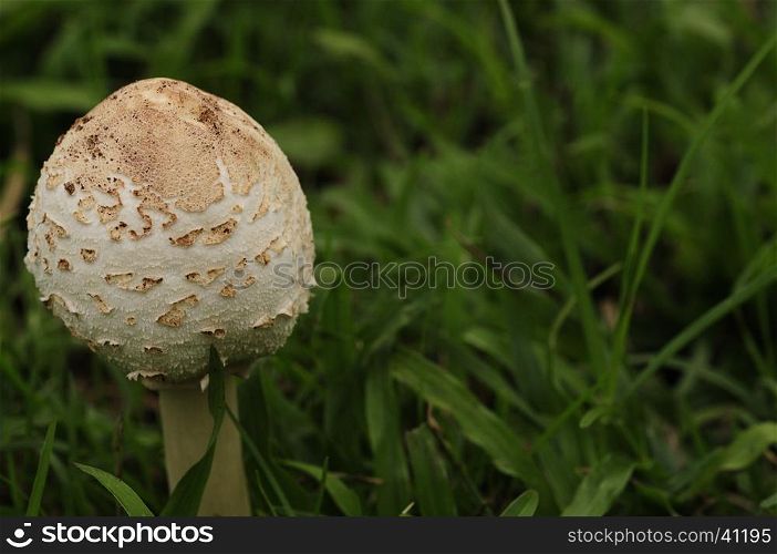 Mushrooms growing in the garden