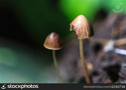 mushrooms growing on a live tree in the forest
