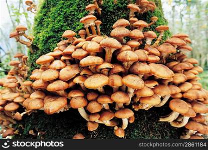 Mushrooms Growing Out of Tree