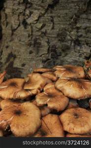 Mushrooms growing under a tree