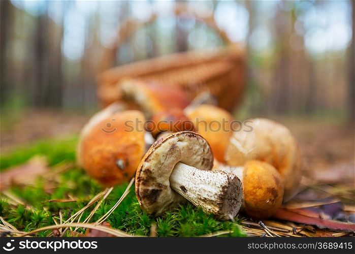 mushrooms in basket