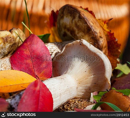 mushrooms in fall season