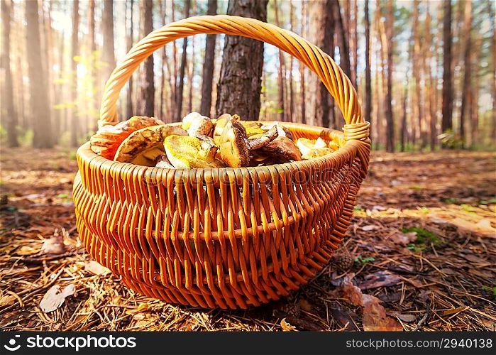 mushrooms in fall season
