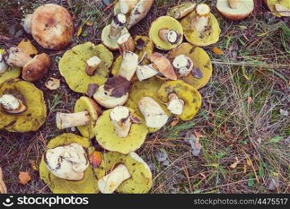 Mushrooms in Fall season