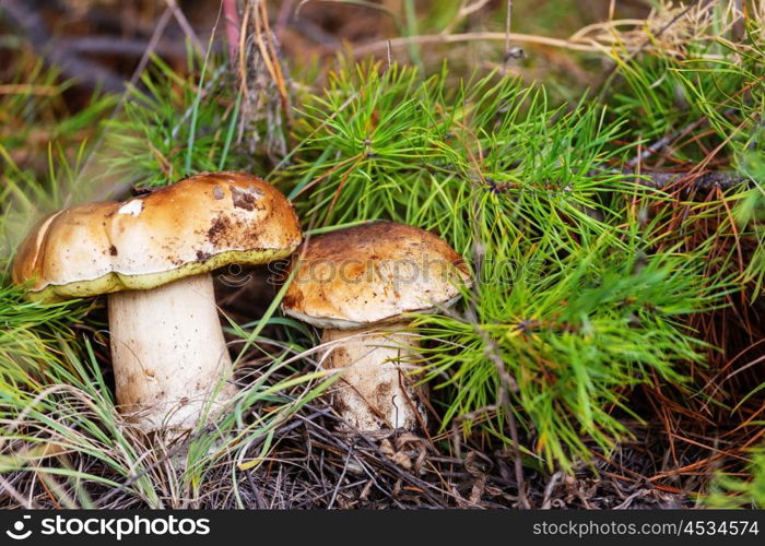 Mushrooms in Fall season