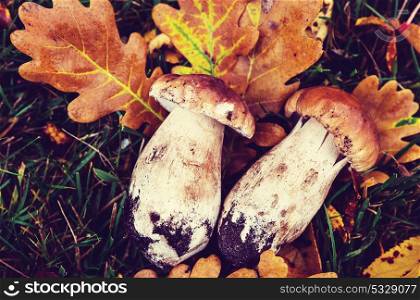 Mushrooms in Fall season