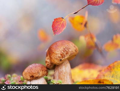 Mushrooms in forest at fall season.