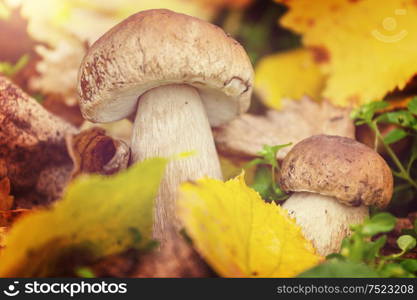 Mushrooms in the autumn forest