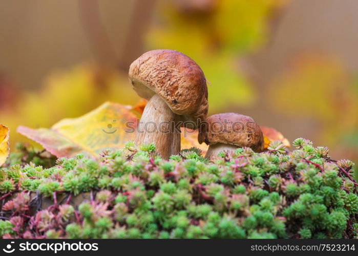 Mushrooms in the autumn forest