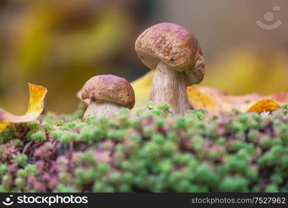 Mushrooms in the autumn forest