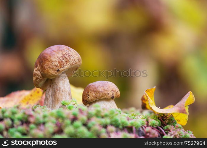 Mushrooms in the autumn forest