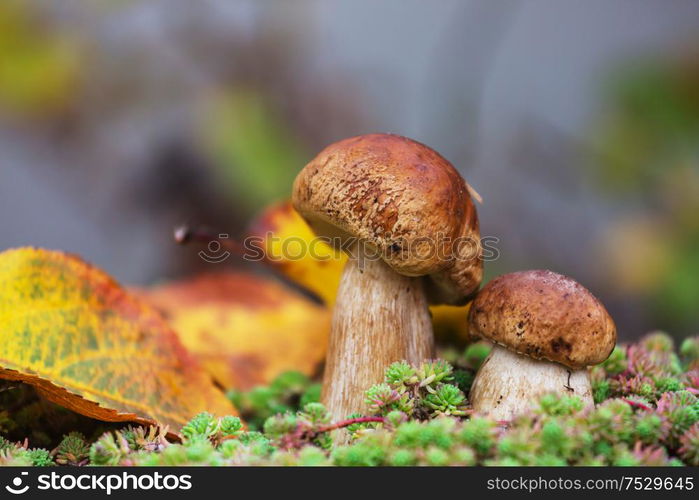 Mushrooms in the autumn forest