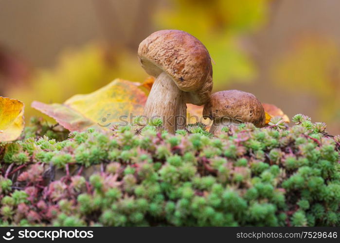 Mushrooms in the autumn forest