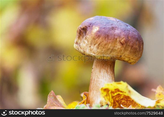 Mushrooms in the autumn forest