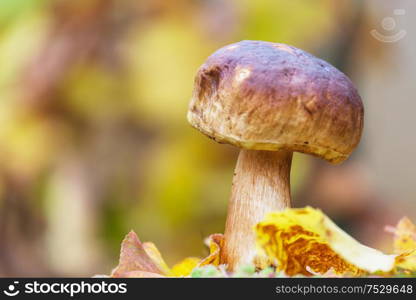 Mushrooms in the autumn forest