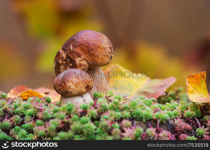 Mushrooms in the autumn forest