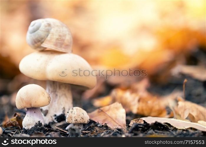 Mushrooms in the autumn forest. Mushrooms with a snail on a hat on a background of orange foliage. Autumn background. Mushrooms in the autumn forest