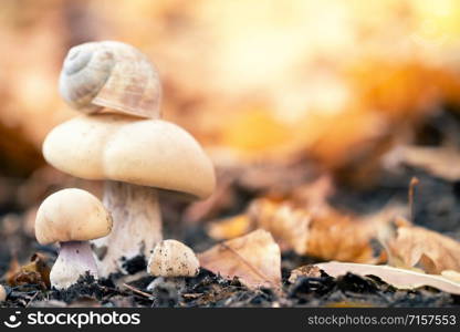 Mushrooms in the autumn forest. Mushrooms with a snail on a hat on a background of orange foliage. Autumn background. Mushrooms in the autumn forest