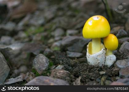 Mushrooms in the forest. Forest scenes. Summer. Edible White Mushrooms. Yellow Mushrooms. Ecotourism activities. Mushroom picking.. Yellow Mushrooms.
