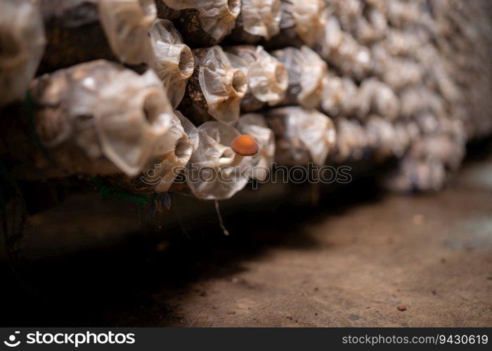 Mushrooms in the mushroom house fully grown and ready to be harvested for consumption.