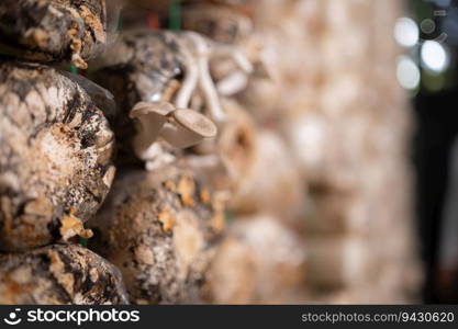 Mushrooms in the mushroom house fully grown and ready to be harvested for consumption.