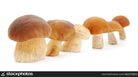 Mushrooms isolated on white background. Mushrooms