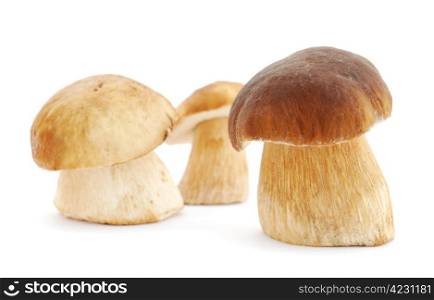 Mushrooms isolated on white background. Mushrooms