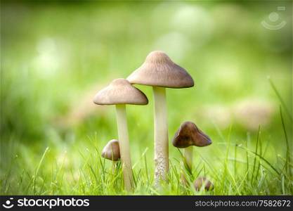 Mushrooms on a green lawn in the late summer with bokeh light in the background