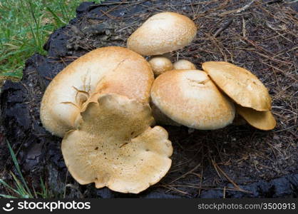 Mushrooms On A Stump
